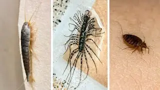 Top 15 Creepy Insects Hiding in Your House