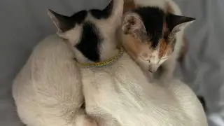 How cat clean themselves #cat 