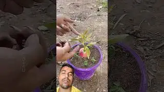 सेब नर्सरी #viralvideo #ytshorts #trending #ballongame #funny #comedyfilms #comedymovies #duet