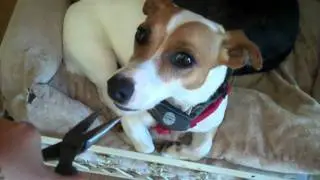 Crazy dog scared of plyers