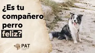 Cómo Saber Si Tu Perro Es Feliz 🐶 |🧭 Vídeo-clase 2 .1 Aventura canina