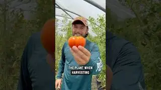 5 gardening tips #gardening #gardenhacks #farming