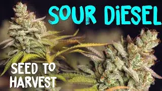 Seed to Harvest of SOUR DIESEL by ILGM Seeds | Mars Hydro SP3000 LED | Home Grow TV