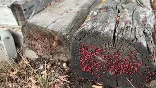 Boxelder bugs