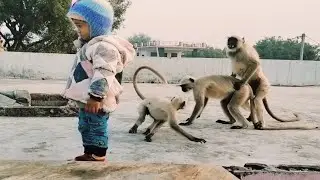 Monkey Queen Elizabeth Monkey Comedy Videos Funny 😂🤣 With Little Girl 😍😂 