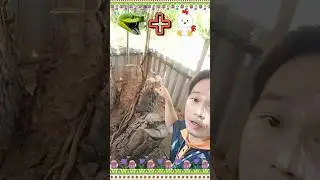 งูมากินไก่ 🐍+🐓 #shortsfeed #funny #shortsvideo #shortvideo #subscribe #reels #กดติดตาม #สนุก #shorts