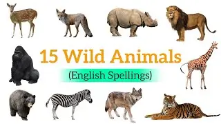 Wild Animals Name | Learn 15 Wild Animals Name with Spellings