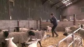 Student research to improve lamb survival rate