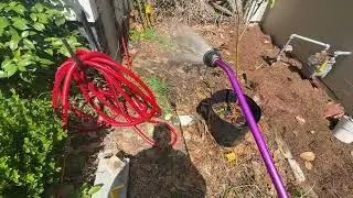 Installing a Feijoa/Guava Hedgerow