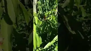 Cana-do-Brejo/(Costus spiralis) (Jacq.) Roscoe. [Leitura na Descri&ccedil;&atilde;o]#plantas
