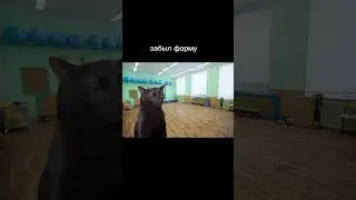 Pov: мой класс на физре #music #cat #memes #camemes #shorts #school
