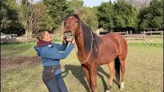 Medical training, clicker training, pr&eacute;pa dentiste cheval
