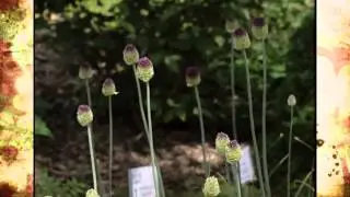 Ornamental Onions
