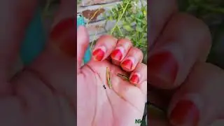 white nayan tara flowers 💐 🌸 🌱 seeds, #short