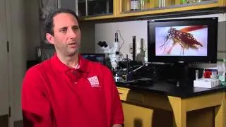 Researcher Finds New Way to Control Mosquito Population