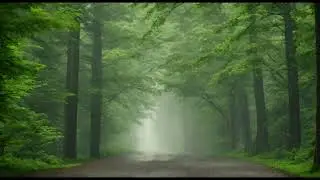 Relaxing rain and strom in forest path | Forest Tempest: Serene Storm Symphony | 8H