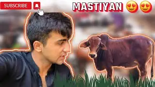 LAAL SAHWAL BACHRAI KI MASTYAN😍😍 |MANDI VLOGS| (Amaan Vlogs).
