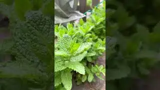Vegetable garden
