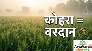 गेहूं के लिए कोहरा वरदान या खतरा? वैज्ञानिक सच्चाई जानिए