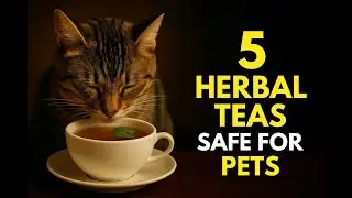 5 Herbal Teas Safe for Pets 2025