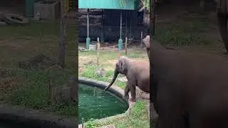 Elephant sleeping in water