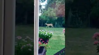 Deer in our neighborhood 🦌😍
