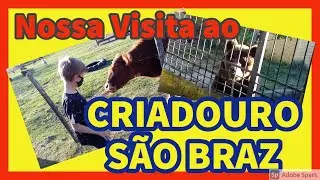 VISITA AO CRIADOURO S&Atilde;O BRAZ [SANTA MARIA] #criadourosaobraz #saobraz #vacalambisgoia