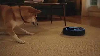 Dog Tries to Befriend the Robot Vacuum 🤖🐶