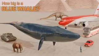 How Big Is a Blue Whale? Size Comparison