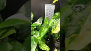 🪴IKEA Rudsta Greenhouse Cabinet Full of Rare House Plants 🪴  | #rareplants  #ikeagreenhouse