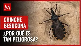 La Triatoma dimidiata o chinche besucona puede causar una fuerte enfermedad con su picadura
