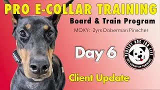 E-COLLAR TRAINING MOXY: 2 Year Old Doberman Pinscher