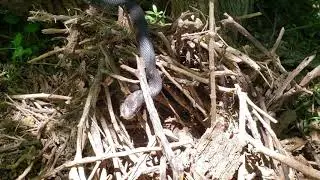 Giant Black snake found in a hollow tree stump