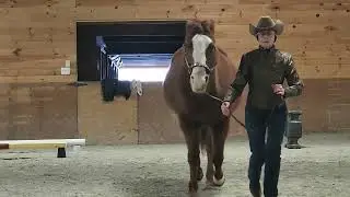 Through the Judges Eye January 2026 Class 89 WTJ Showmanship