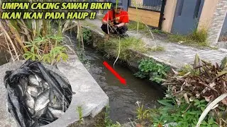 UMPAN LEGEND !!jadi santapan gurih ikan ikan lapar