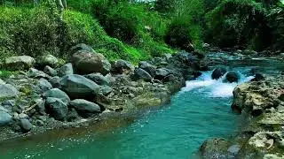 Night Forest River Sounds for Sleeping | Calm Natural Water Flow Ambience