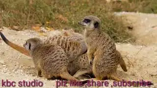 cute meerkat with all family ☺️ look its cool mind and enjoy with all off family