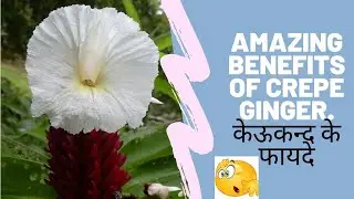 केऊकन्द के फायदे🌱 || Amazing Benefits of Crepe Ginger ||🌱🌱