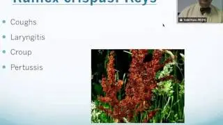 Rumex Crispus: Homeopathic Medicine -Tips For Beginners