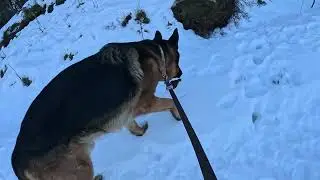 German shepherd on walk. Eros på tur.02.02.2026. welcome to winter land. -4 degrees