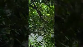 Amazing eagle in branch while raining | Satisfying | Relaxing