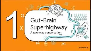 Glutamine & Gut Brain Link