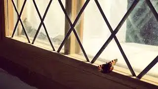 Снегирь Румяный и Наталья Черная - За окном. Snegir Rumyaniy & Natalia Black - Outside the window