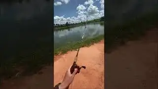 #peixe #pesca #pescaria #fishing #fish #pescadeportiva #pesqueiro #pesqueiros #pescador #pescando
