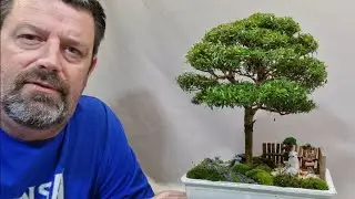 Working on my mini myrtle tree