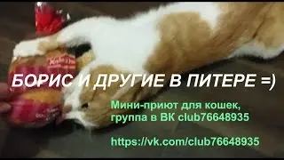 Боря, отдай булку)) Boris give me the bread!!!) Boryagive me the loaf)) оригинальное видео,