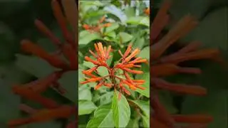 Firebush|Hamelia plant Humming bird bush