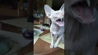 Sphynx cat meow and poses for the camera!