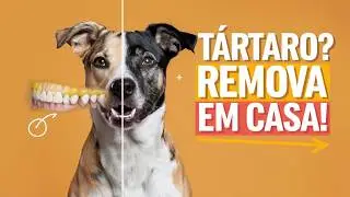 🦷 Como Remover Tártaro do Cachorro em Casa! Dicas Fáceis para Eliminar Mau Hálito🚀🐶