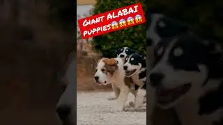 Giant ALABAI puppies ( Rare PRIMITIVE dog Breed )